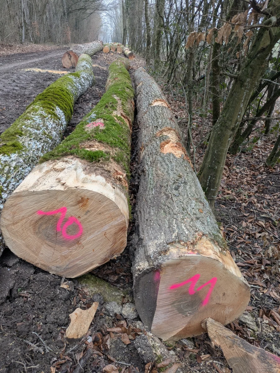 Grumes numérotées à la peinture, couchées en lisière de forêt