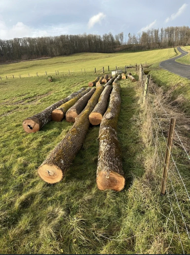 Grumes alignées au bord d’un pré, avant le sciage